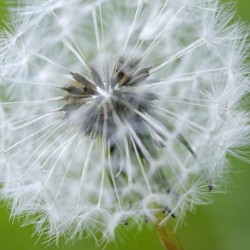 Dandelion Cowichan Valley Vancouver Island British Columbia Canada