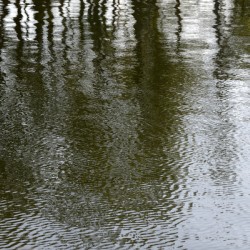 Trees reflected in the ocean