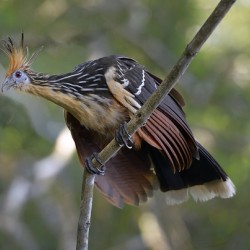 Hoatzin Opisthocomus hoazin on a branch La Selva Jungle Eco Lodge Amazon Basin Ecuador

