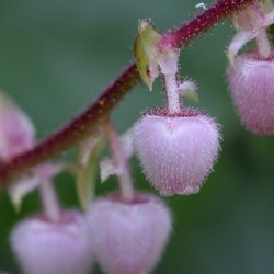 Salal Gaultheria shallon Cowichan Valley Vancouver Island British Columbia Canada