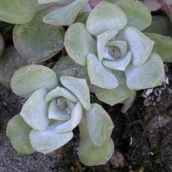 Broadleaf Stonecrop Collinsia parviflora Sedum spathulifolium Cowichan Valley Vancouver Island British Columbia Canada