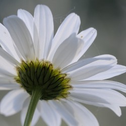 Daisy Cowichan Valley Vancouver Island British Columbia Canada