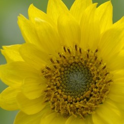 Deltoid Balsamroot Balsamorhiza deltoidea Cowichan Valley Vancouver Island British Columbia Canada