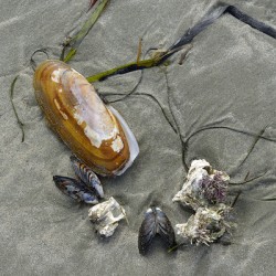 Chesterman Beach Vancouver Island British Columbia