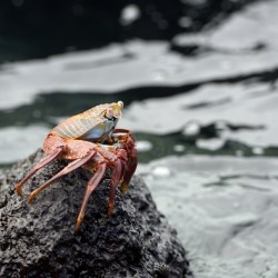 Sally Lightfoot crab Grapsus grapsus Urbina Bay Isabela Island Galapagos Islands Ecuador