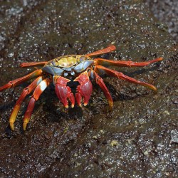 Sally Lightfoot crab