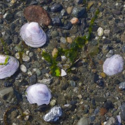 Sea shells - Spencer Spit 