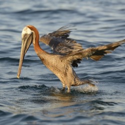 Brown Pelican Pelecanus occidentalis Elizabeth Bay Isabela Island Galapagos Islands Ecuador