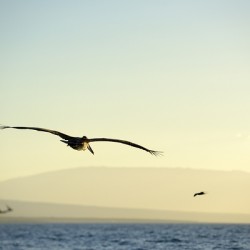 Brown Pelican Pelecanus occidentalis Elizabeth Bay Isabela Island Galapagos Islands Ecuador