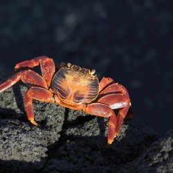 Sally Lightfoot crab Grapsus grapsus on black lava Punta Espinosa Fernandina Island Galapagos  Islands Ecuador