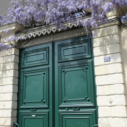 Green door with Wisteria plant in bloom. Nevers Nievre. France