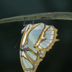 Butterfly at the La Selva Jungle Lodge butterfly farm Amazon Ecuador