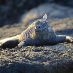 Marine Iguana at sunset Amblyrhynchus cristatus Punta Espinosa Fernandina Island Galapagos Islands Ecuador