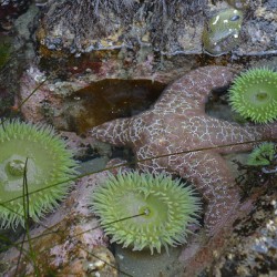 Anemones and eel grass in a tidepool