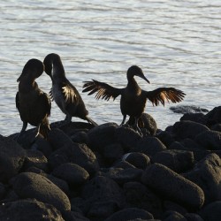 Flightless Cormorants Phalacrocorax harrisi stretching their wings. Punta Espinosa. Fernandina Island. Galapagos Islands. Ecuador