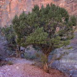 Zion National Park Utah