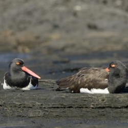 American Oystercatchers Haematopus palliatus sitting on lava Puerto Egas Santiago Island Galapagos Islands Ecuador
