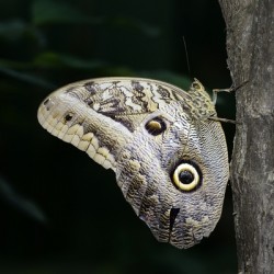 Owl butterfly Caligo idomeneus at the La Selva Jungle Lodge  Amazon Ecuador