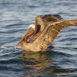 Brown Pelican 