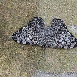 Feronia Cracker  Butterfly Hamadryas feronia Amazon Ecuador