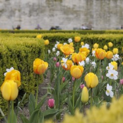 Tulips Jardins des Tuileries - Paris
