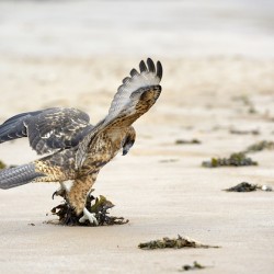Galapagos Hawk Buteo galapagoensis landing on Espumilla Beach Santiago Island Galapagos Islands Ecuador
