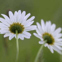 Farm in the Cowichan Valley Vancouver Island British Columbia Canada.