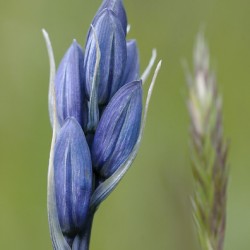 Common Camas Camassia quamash Mt. Tzouhalem Ecological Reserve Cowichan Valley British Columbia Canada
