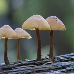 Mycena Mushroom