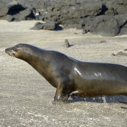 Galapagos sea lion male charging Punta Espinosa Fernandina Island Galapagos Islands Ecuador