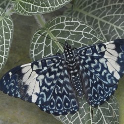 Hamadryas amphinome butterfly