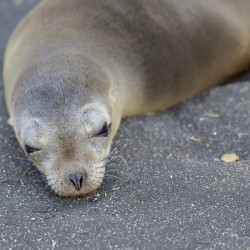 Galapagos sea lion Zalophus wollebaeki Puerto Egas Santiago Island Galapagos Islands Ecuador