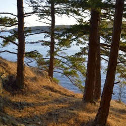 Fir trees on a grassy hillside. James Island