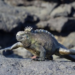 Marine Iguana Amblyrhynchus cristatus walking Punta Espinosa Fernandina Island Galapagos Islands Ecuador