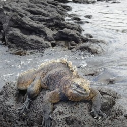 Marine Iguana Amblyrhynchus cristatus Urbina Bay Isabela Island Galapagos Islands Ecuador