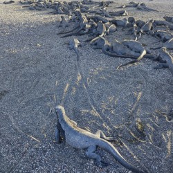 Group of Marine Iguanas on the sand. Punta Espinosa. Fernandina Island. Galapagos Islands. Ecuador