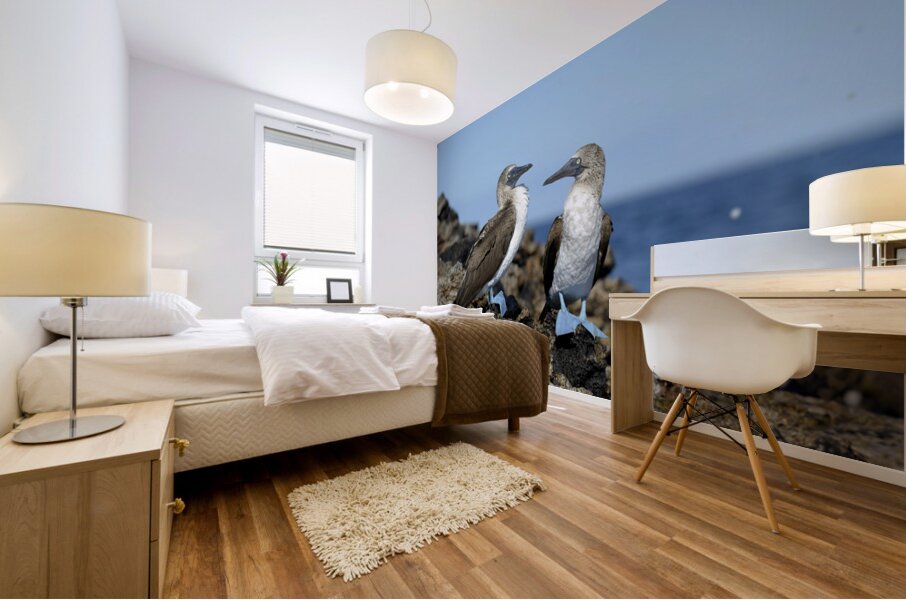 Blue-footed Booby Mural print