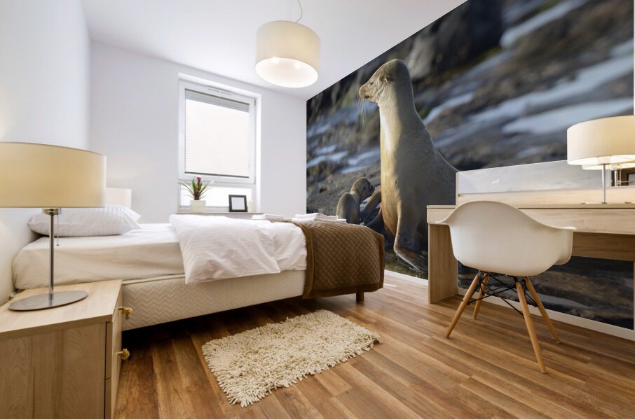 Galapagos sea lion Mural print