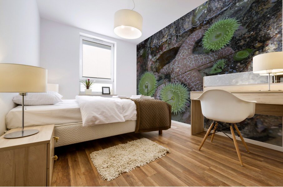 Anemones and eel grass in a tidepool Mural print