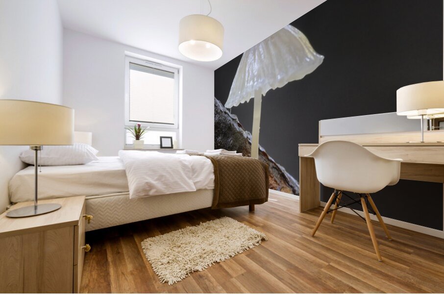 Small translucent mushroom on dead tree branch showing roots Mural print