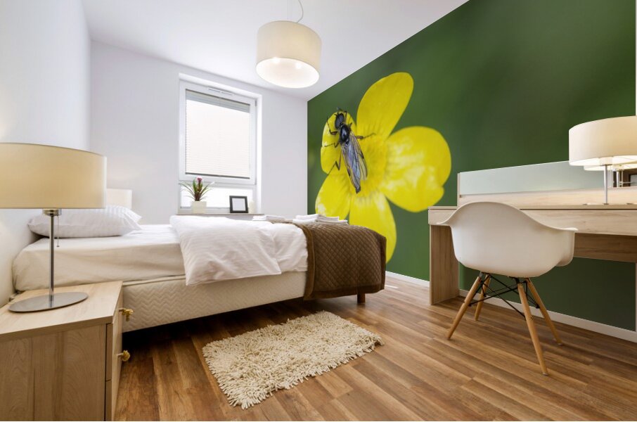 Buttercup Ranunculus Cowichan Valley Vancouver Island British Columbia Canada Mural print