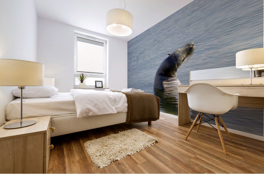 Galapagos sea lion Zalophus wollebaeki stretching Punta Espinosa Fernandina Island Galapagos Islands Ecuador Mural print