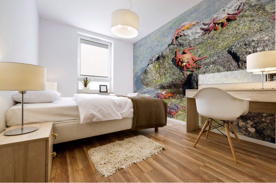 Sally Lightfoot crab - Punta Espinosa Fernandina Island - Galapagos Islands Mural print