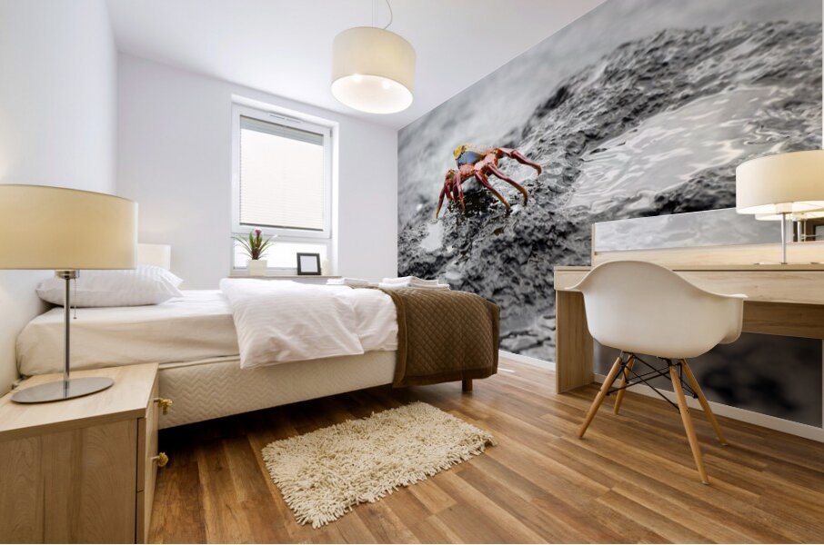 Sally Lightfoot crab Grapsus grapsus Urbina Bay Isabela Island Galapagos Islands Ecuador Mural print