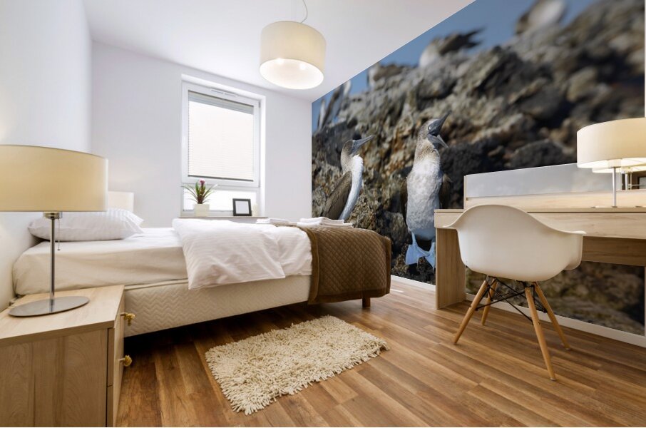 Blue footed Booby Sula nebouxii Punta Moreno Isabela Island Galapagos Islands Ecuador Mural print