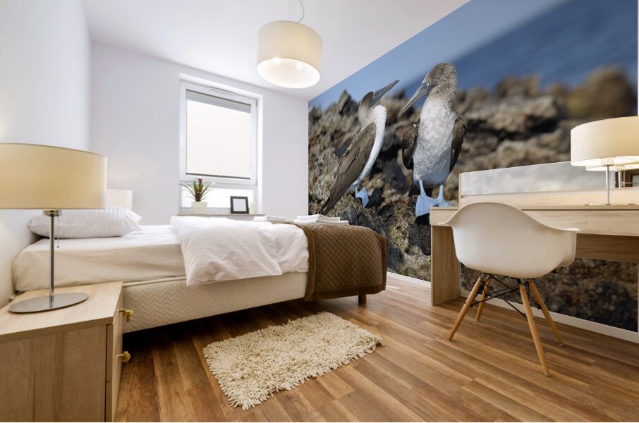 Blue footed Booby Sula nebouxii Punta Moreno Isabela Island Galapagos Islands Ecuador Mural print