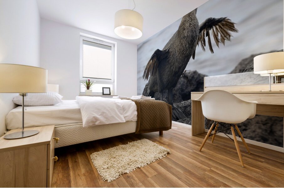 Flightless Cormorant or Galapagos Cormorant Phalacrocorax harrisi Urbina Bay Isabela Island Galapagos Islands Ecuador Mural print