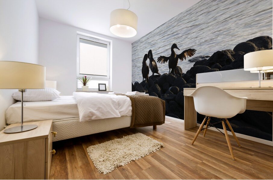 Flightless Cormorants Phalacrocorax harrisi stretching their wings. Punta Espinosa. Fernandina Island. Galapagos Islands. Ecuador Mural print