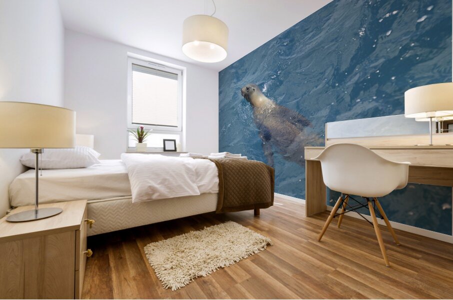 Galapagos sea lion Zalophus wollebaeki swimming in the ocean Floreana Island Galapagos Islands Ecuador Mural print