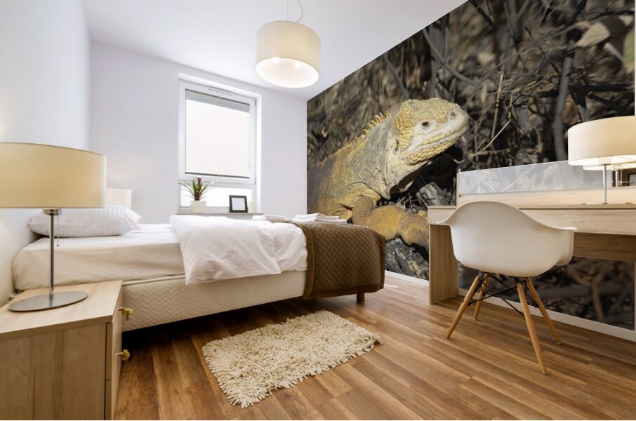 Galapagos land iguana. Isabela Island. Galapagos Islands. Ecuador Mural print